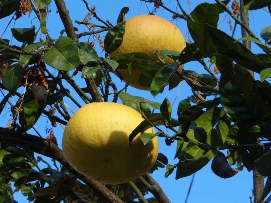 Pamplemousse 2