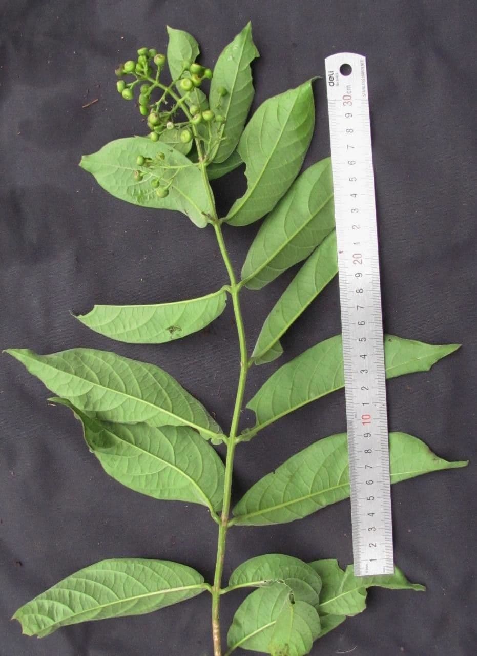 Aegiphila 18