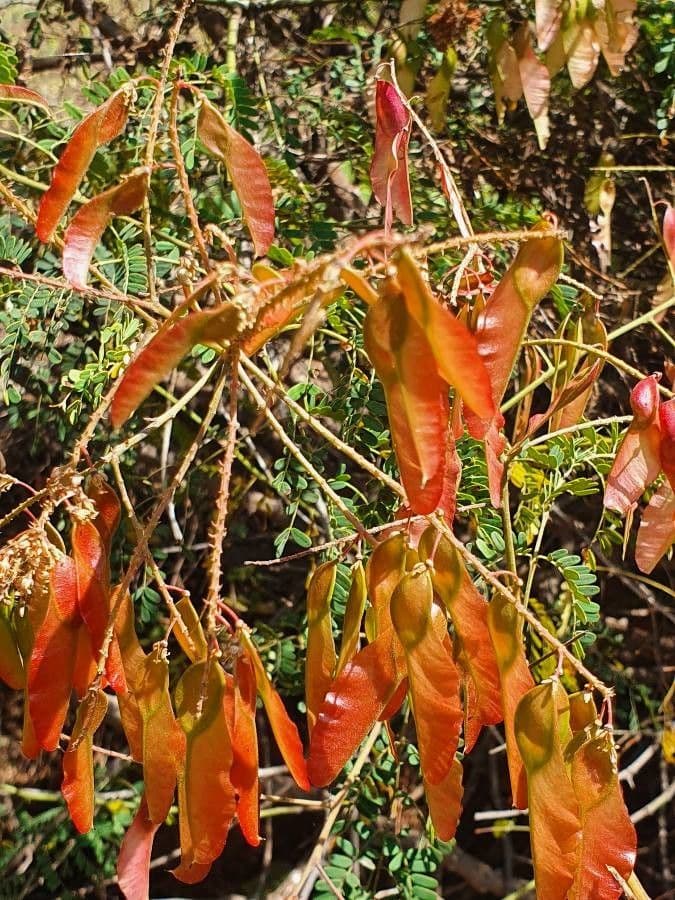 Pterolobium 2