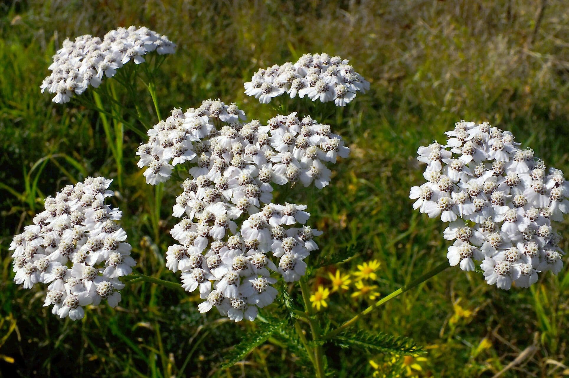 Rebríček obyčajný 4