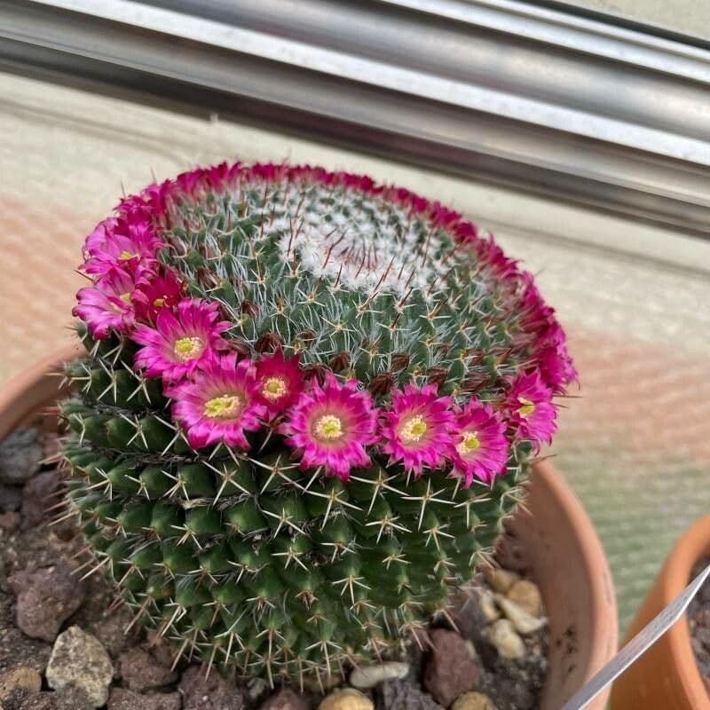 Mammillaria 3
