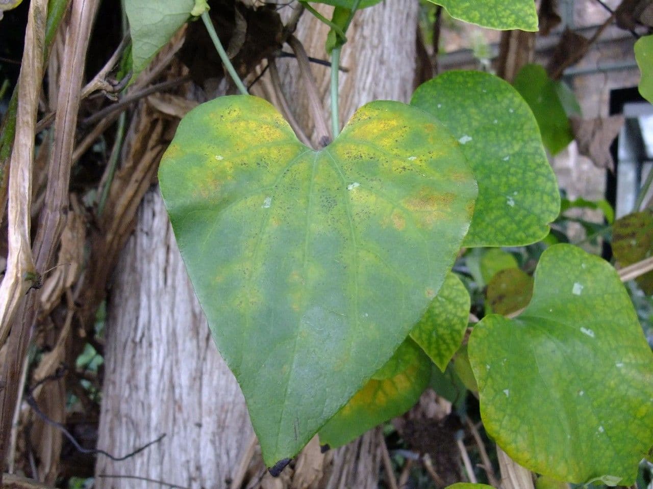 Aristolochia 16