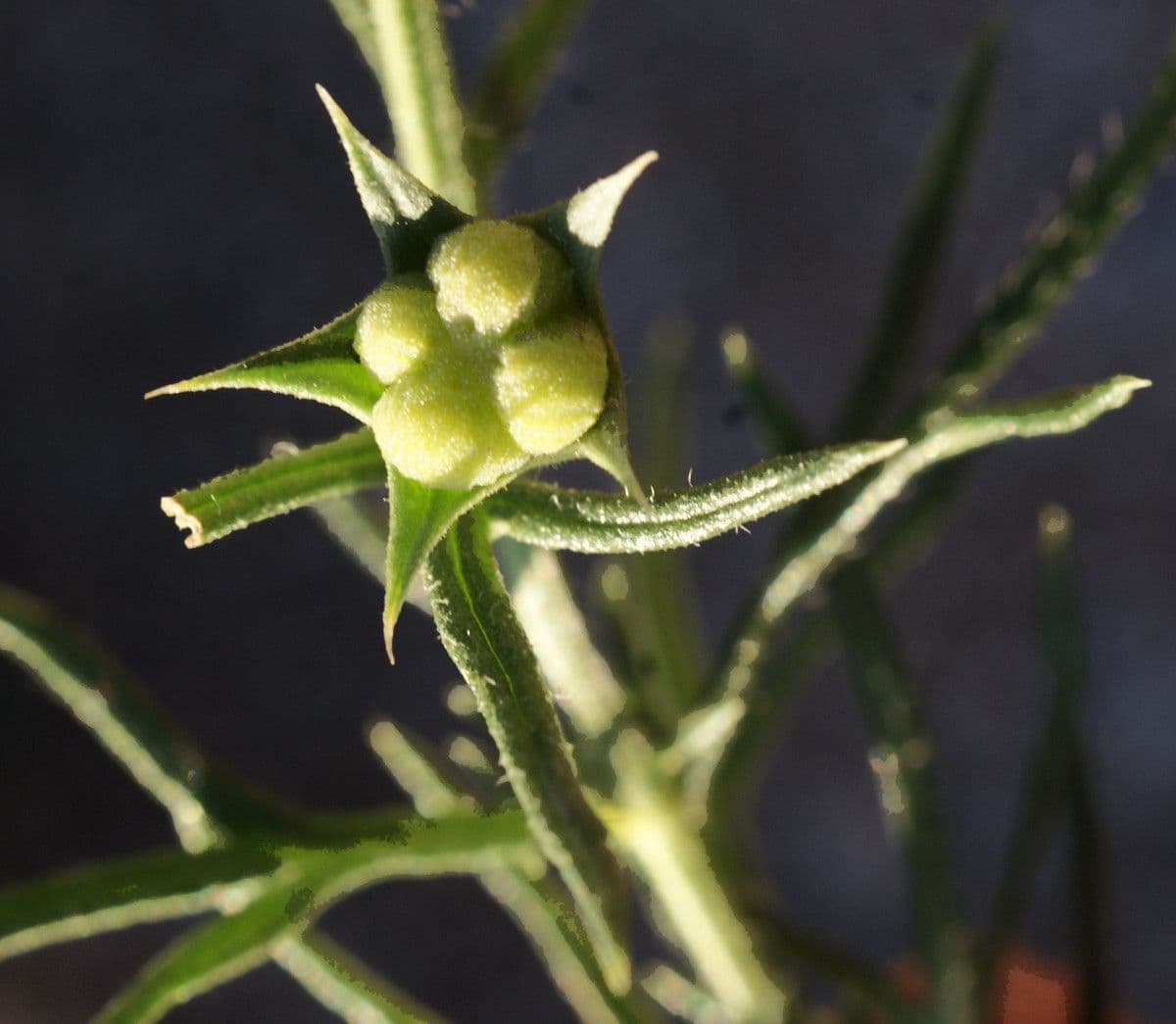 Teucrium pseudochamaepitys 3