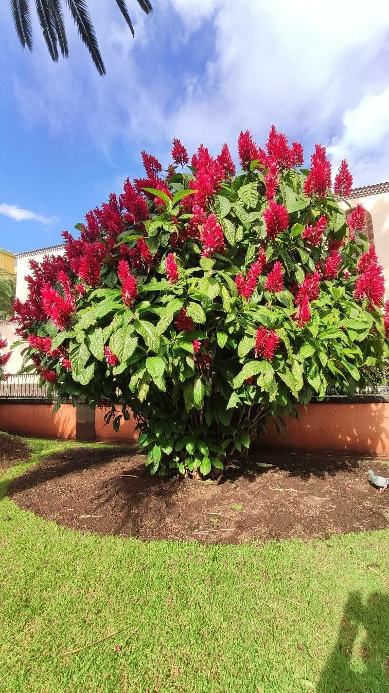 Mantello rosso brasiliano 11