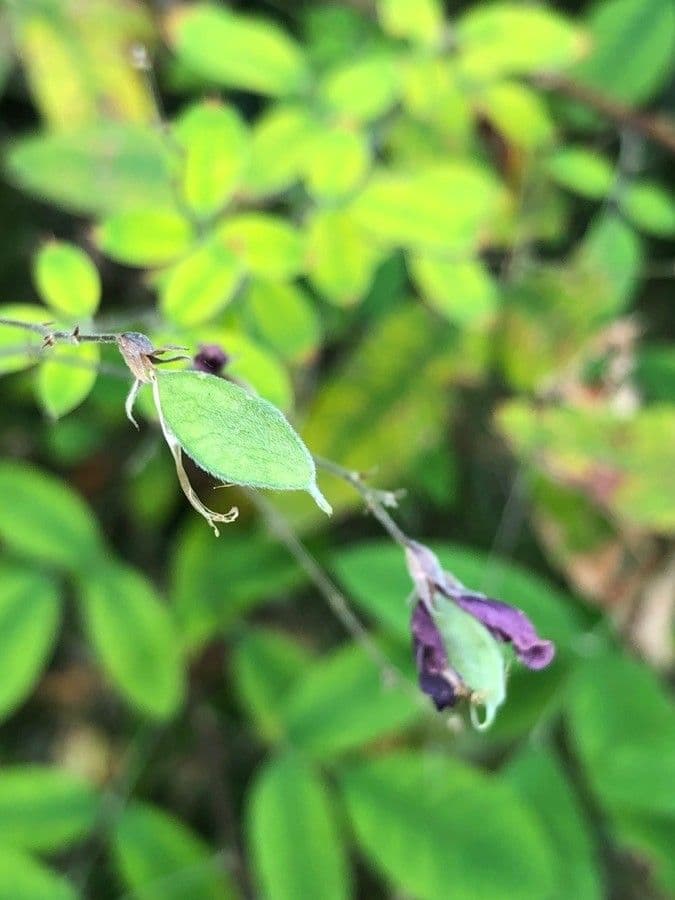 Lespedeza bicolore