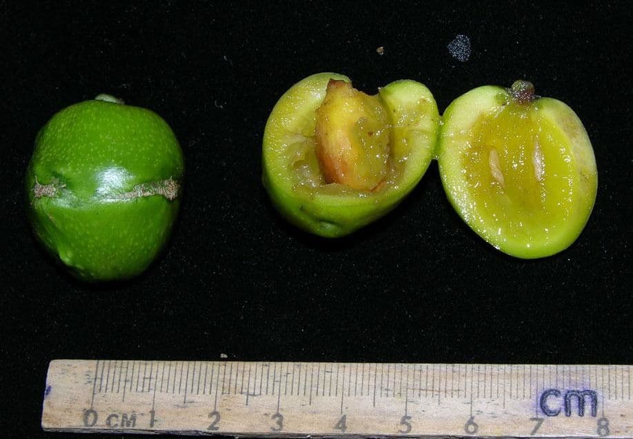Gmelina arborea 29