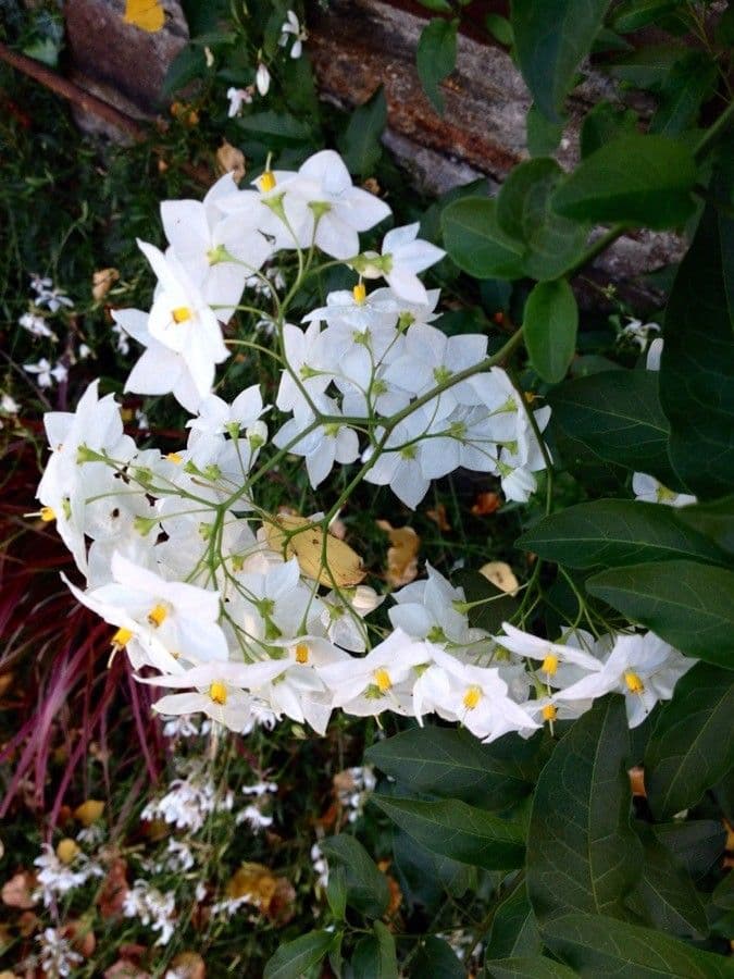 Solanum laxum 11