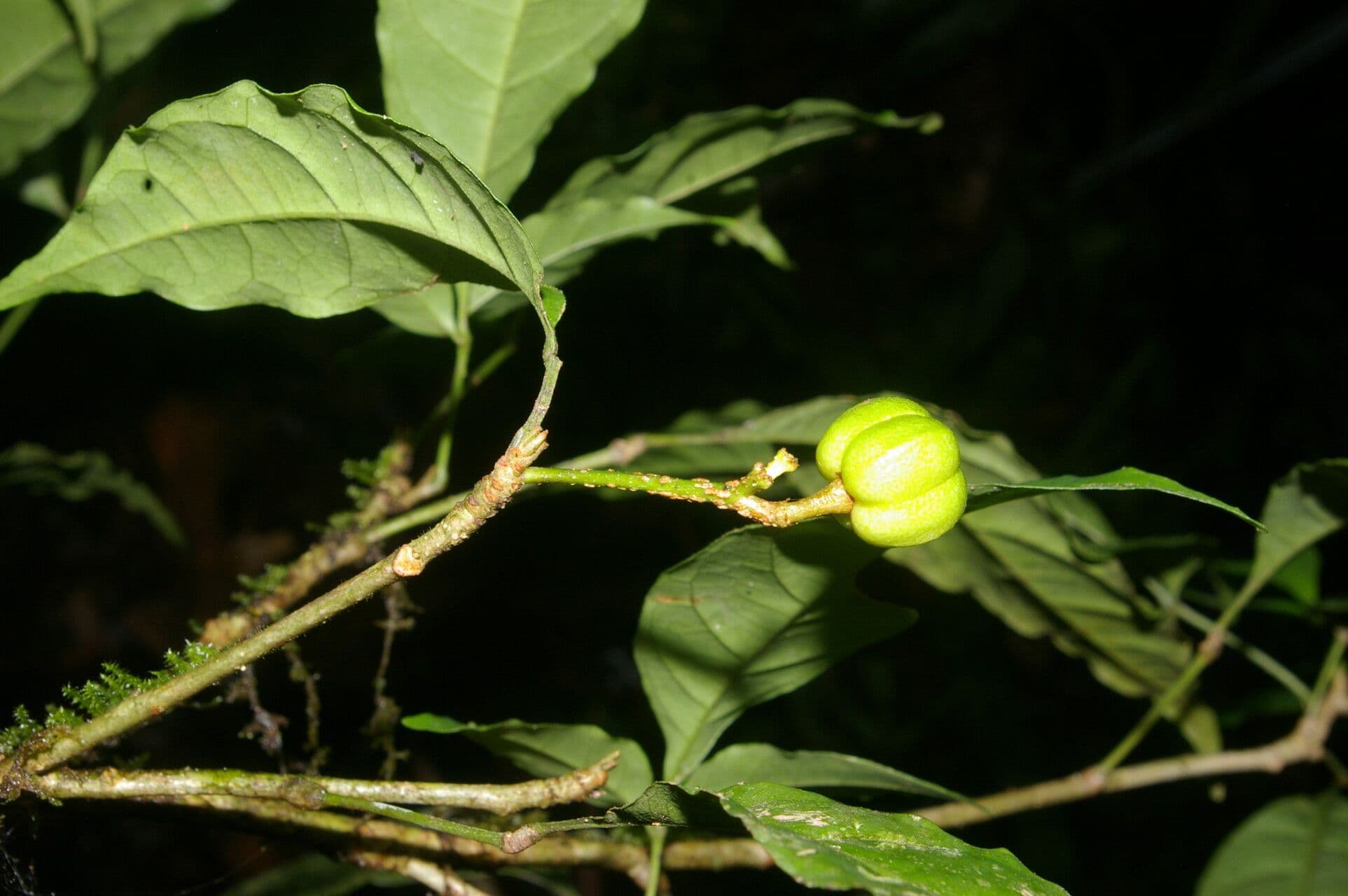 Galipea 3