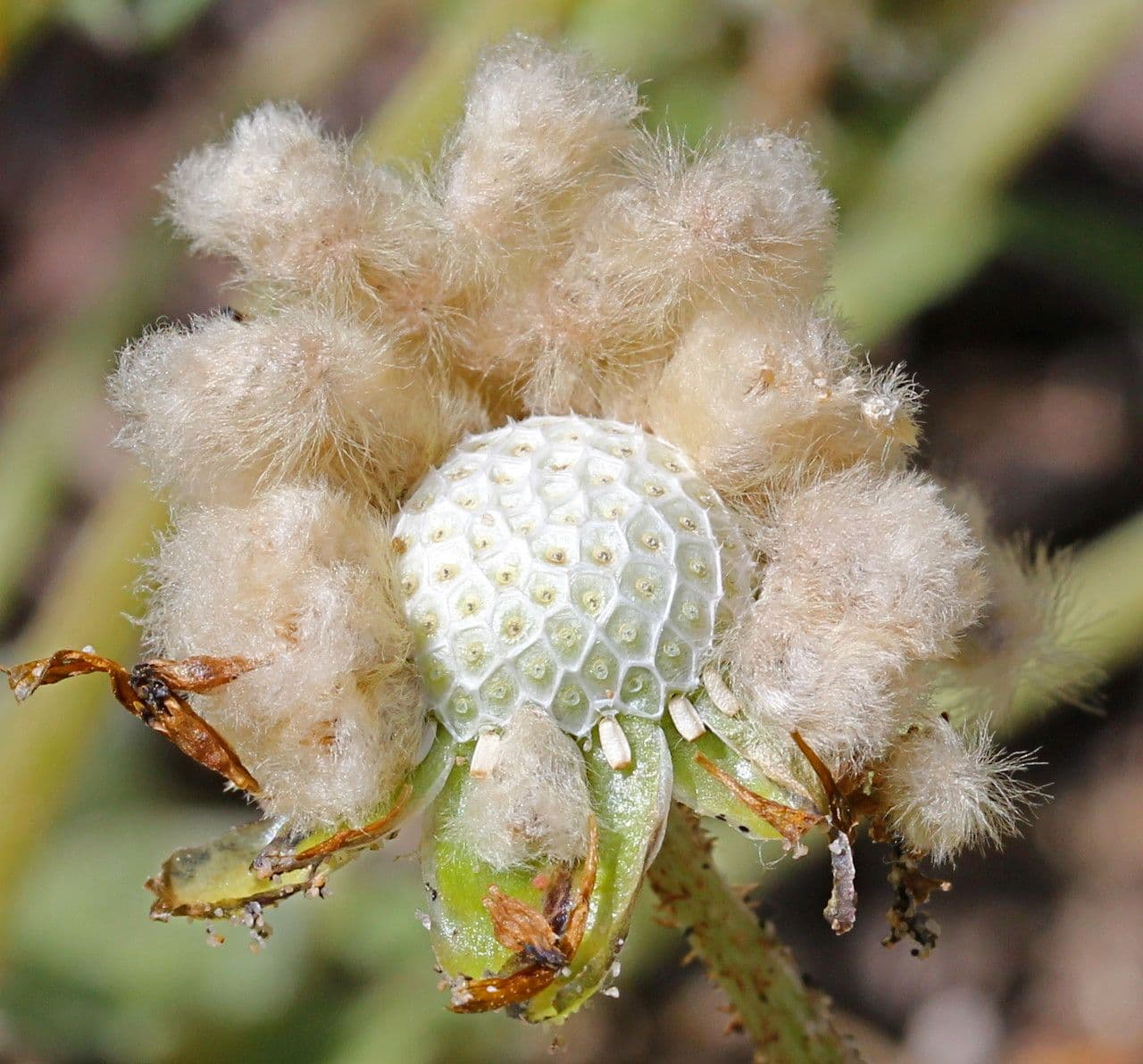 Kapringelblume 2