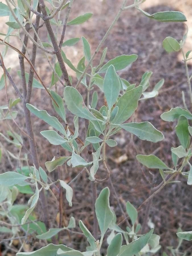 Salvia bianca 20