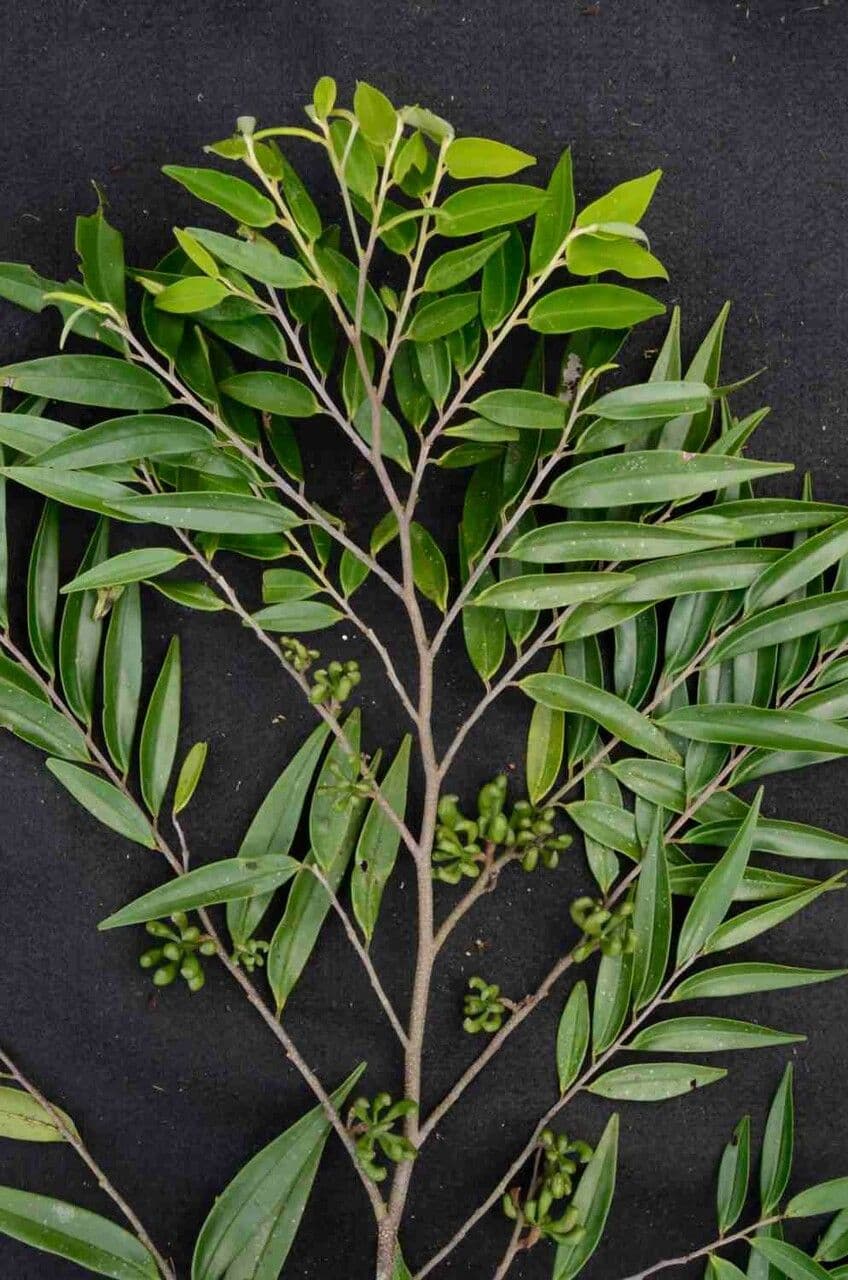 Xylopia brazylijska 9