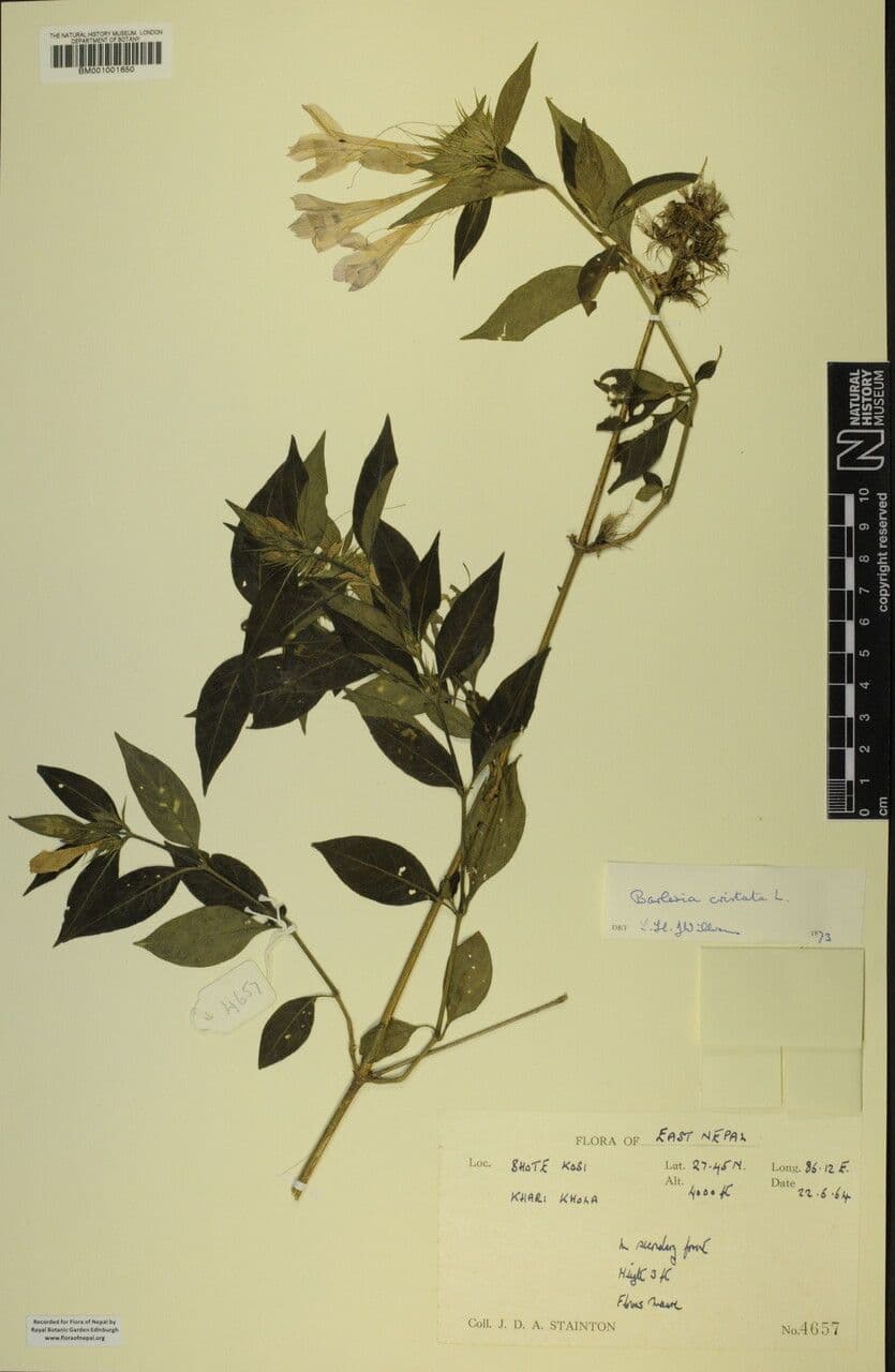 Bürstenblume 26