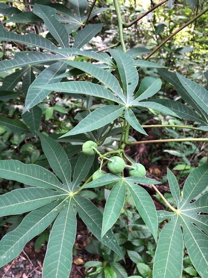 Manihot aesculifolia 6