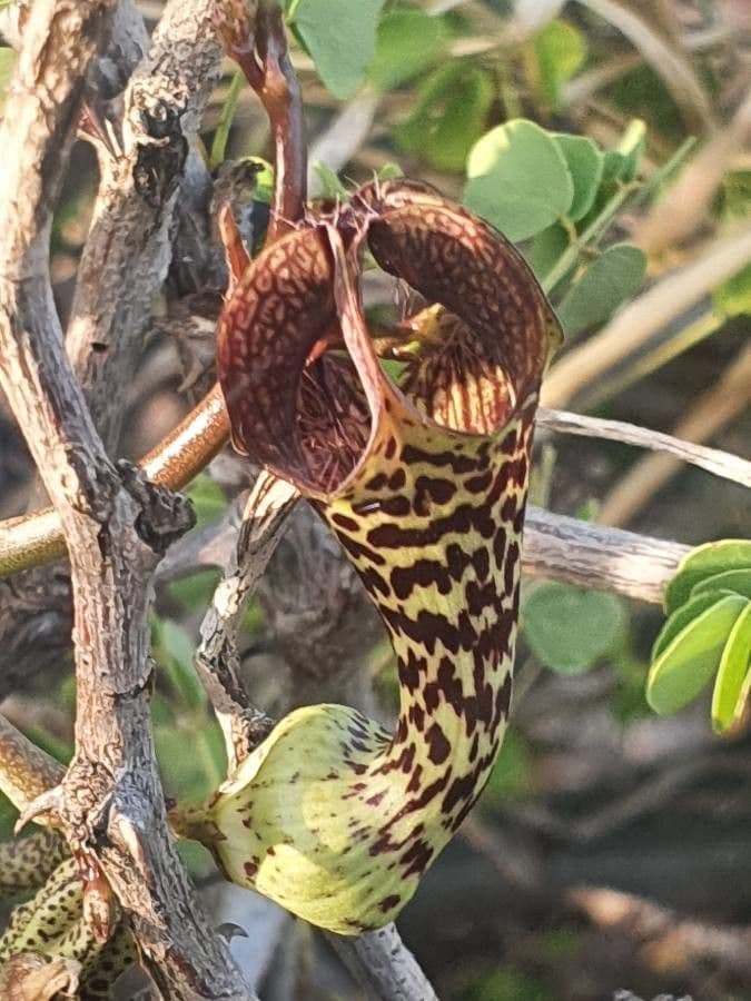 Ceropegia