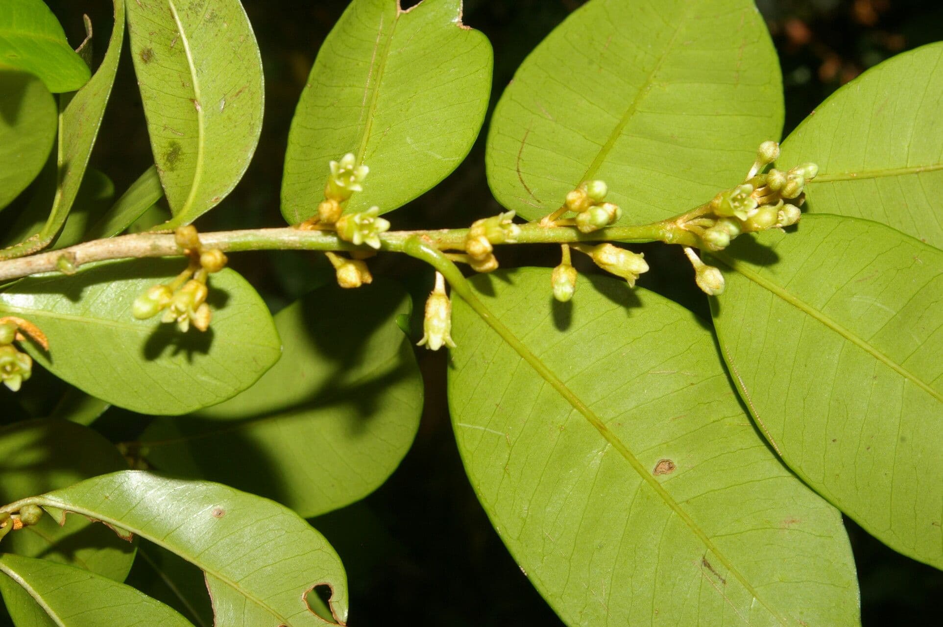 Casearia tremula 6