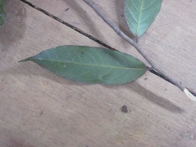 Leptobalanus 4