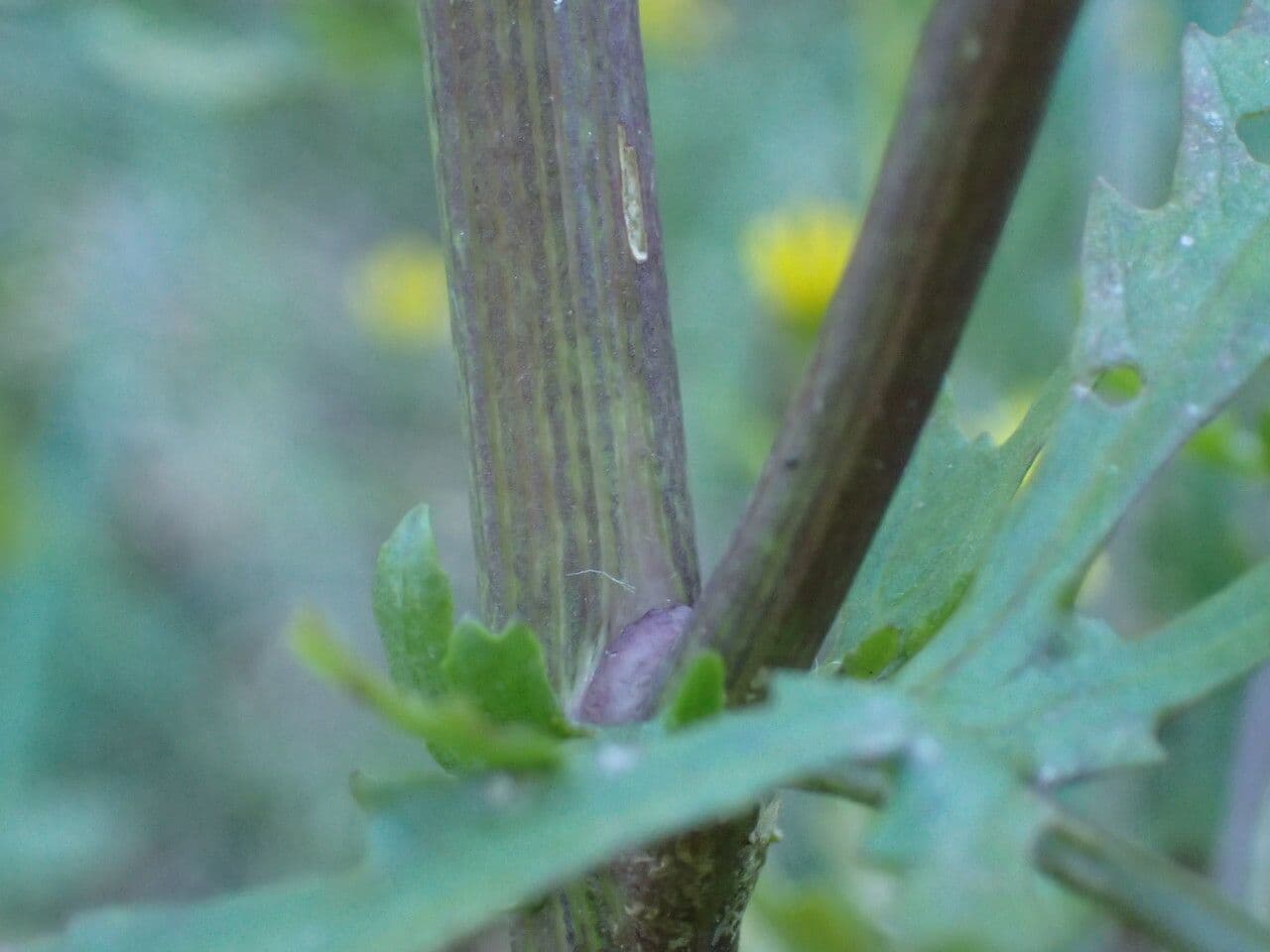 Senecione erratico 20