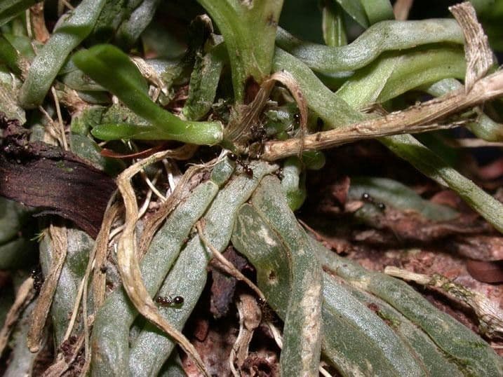 Dichaea 13