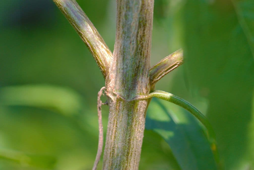 Brickellia eupatorioides 20