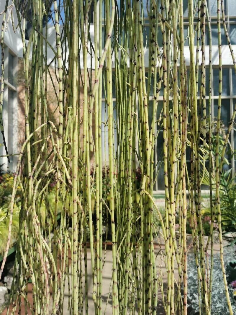 Rhipsalis 6