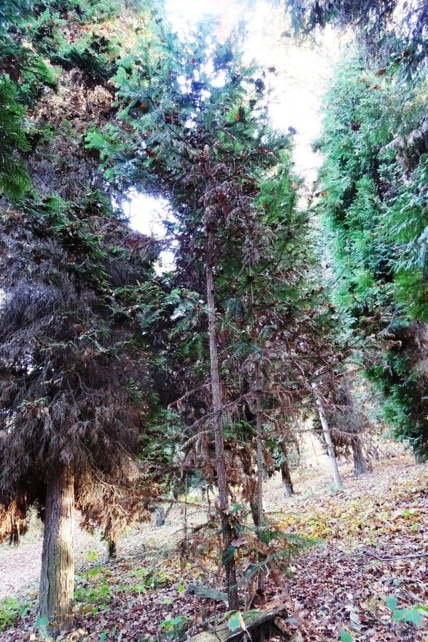 Abete cinese 14