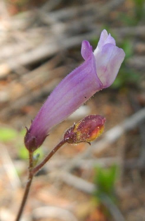 Penstemon
