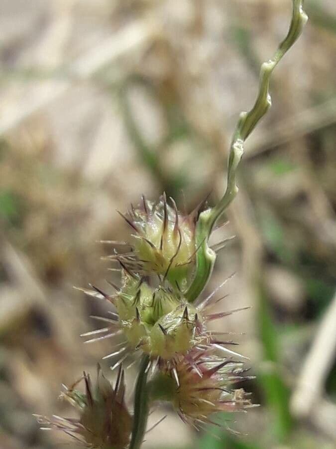 Igel-Hirse 5