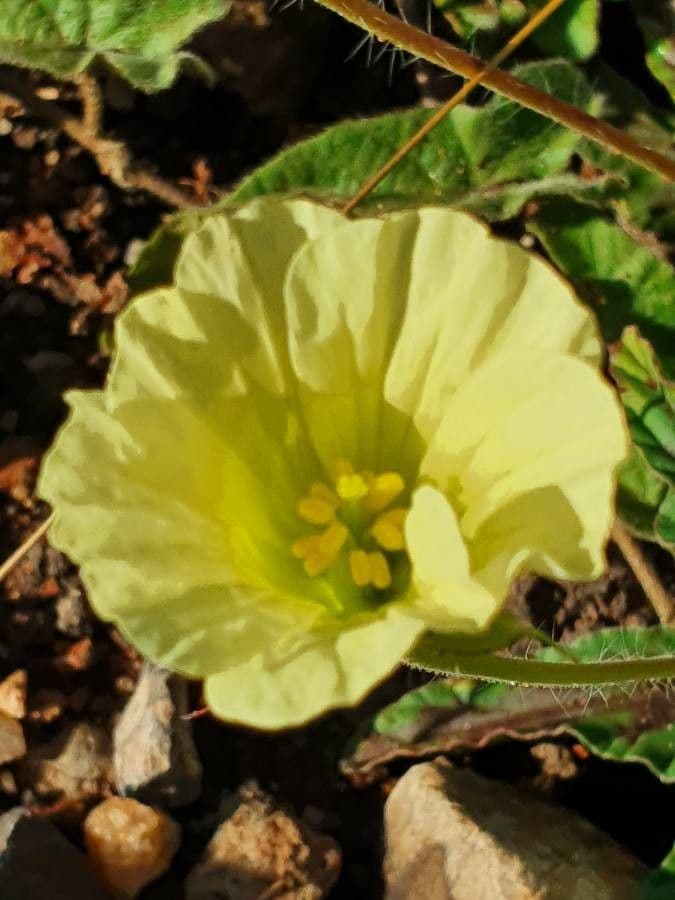 Monsonia 10