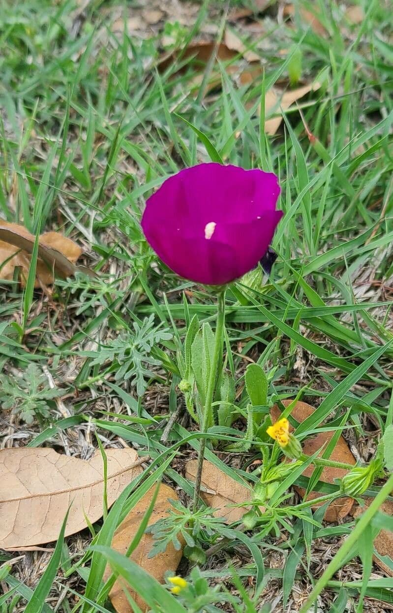Callirhoe digitata