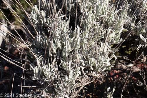 Lavanda lanata 12