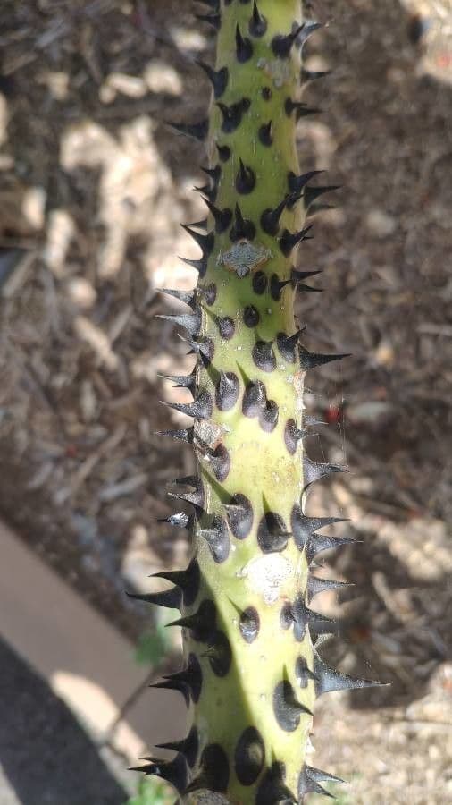 Erythrina 4