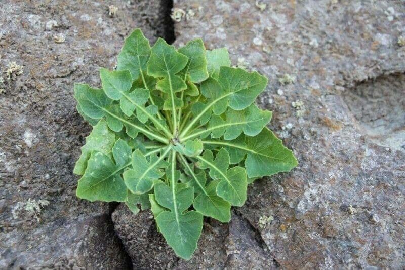 Lechuga 5