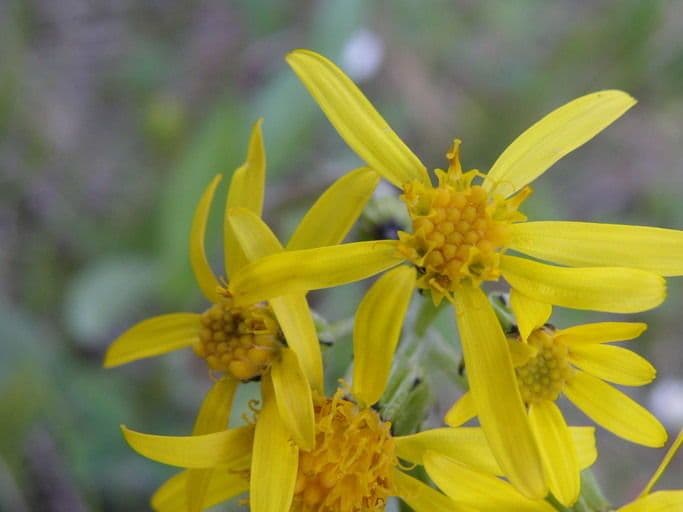 Senecione