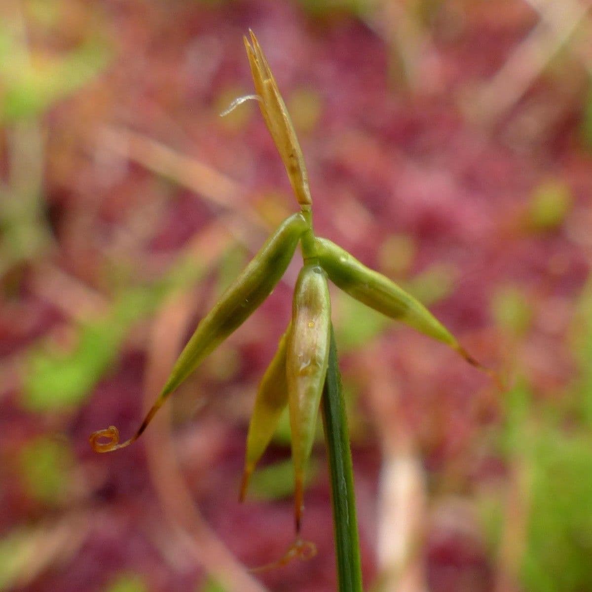 Carice pauciflora 18