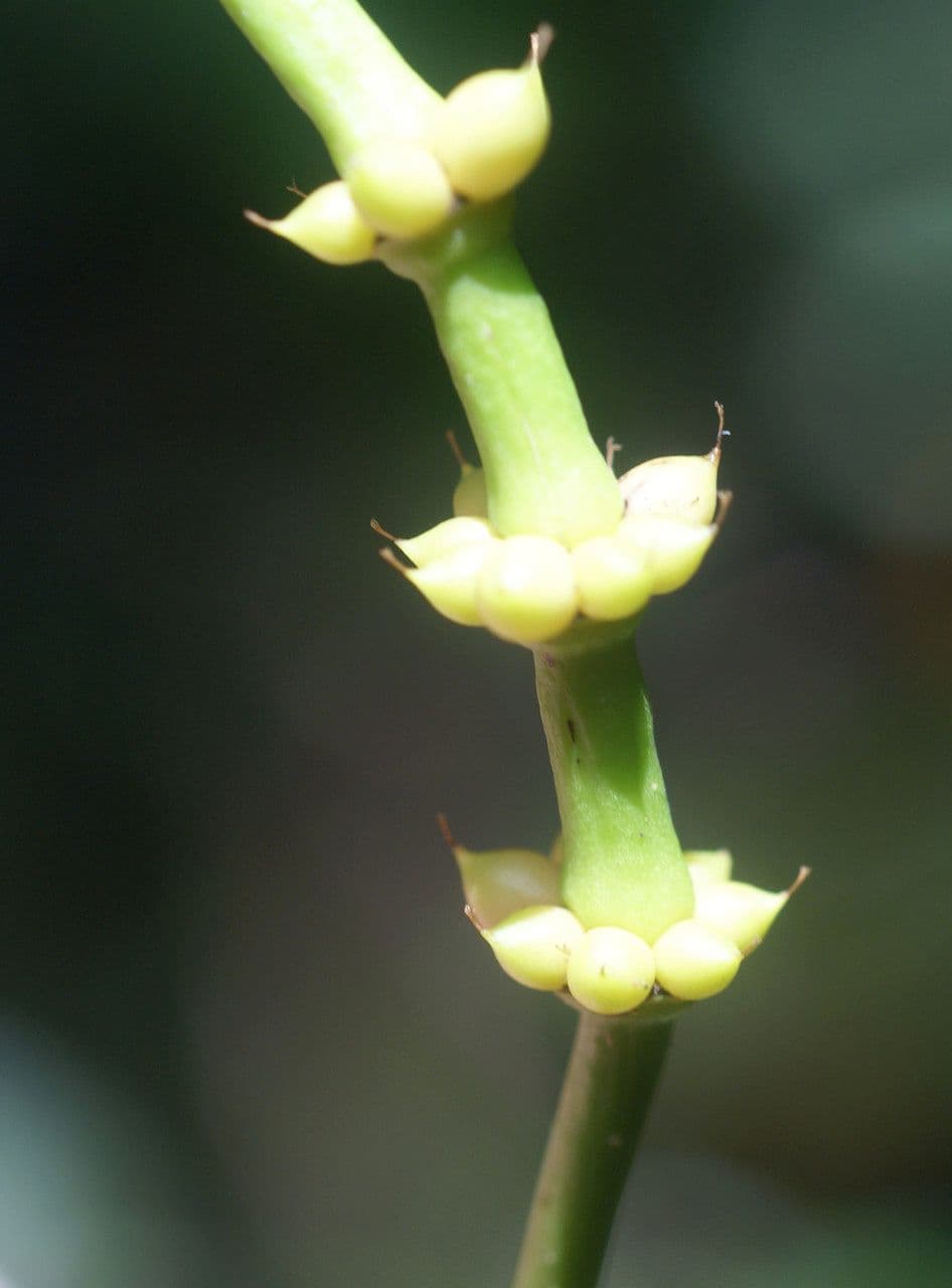 Gnetum gnemon 9