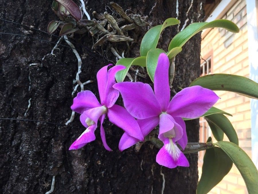 Cattleya 6