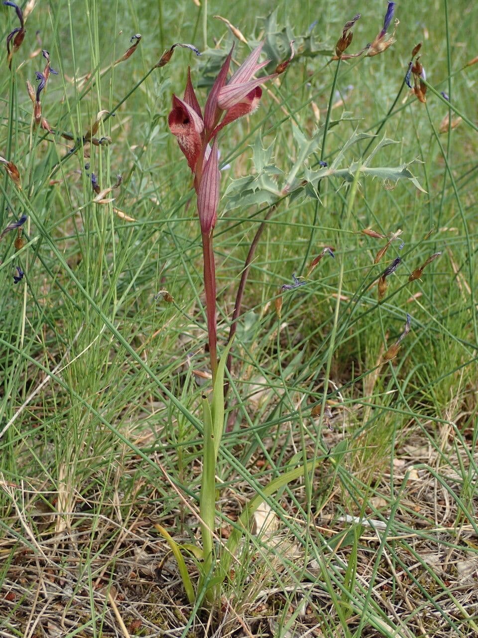 Serapiade vomeracea 13