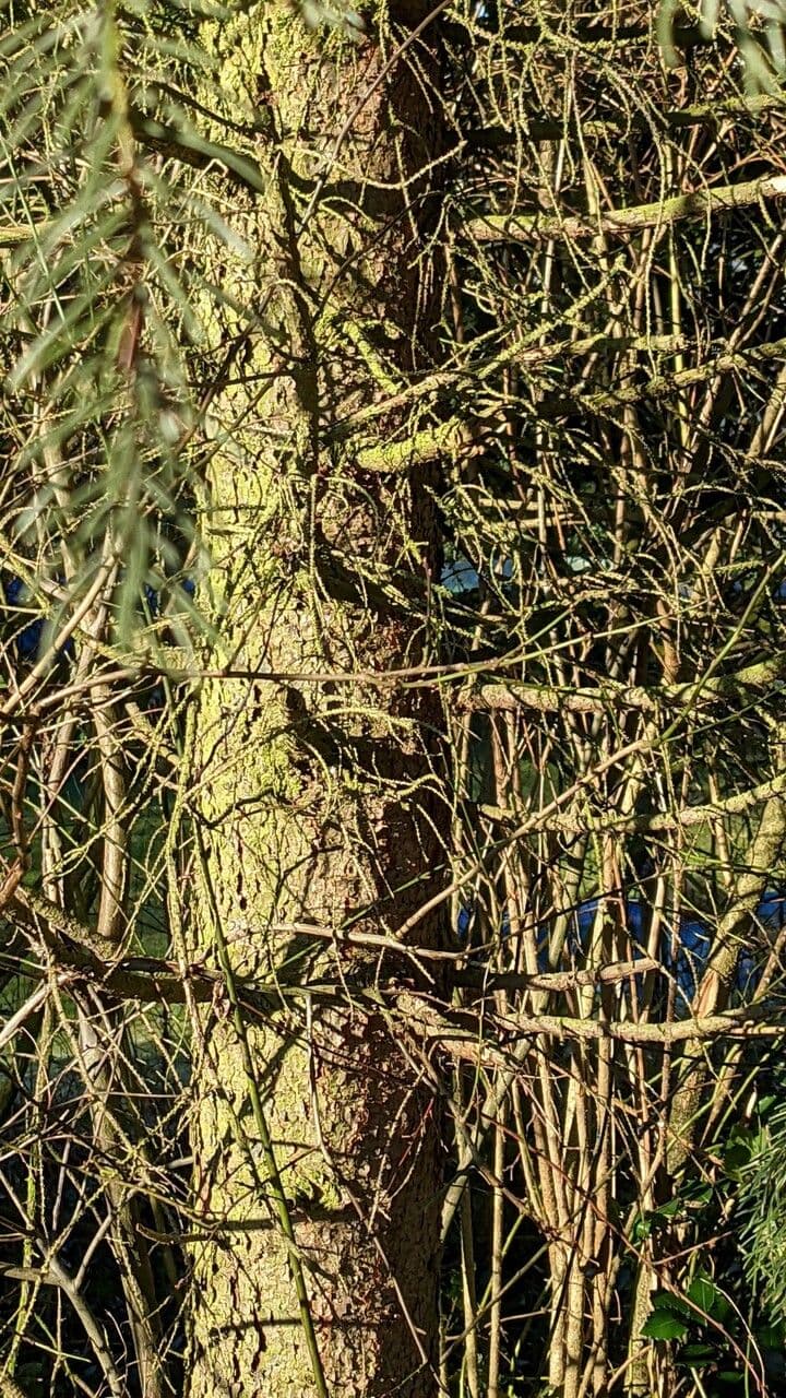 Omorikafichte 25