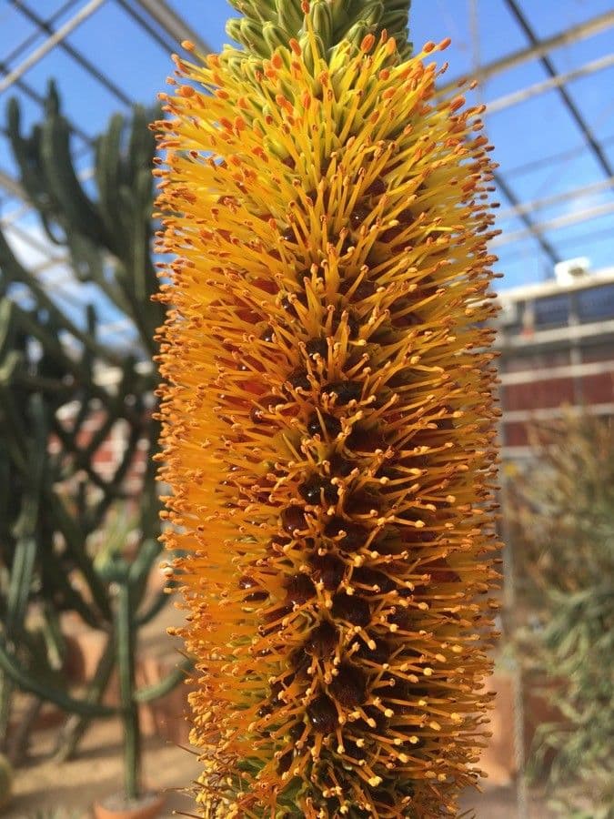 Aloe 2