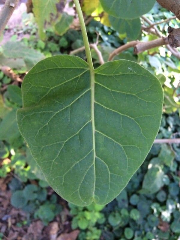Baumtomate 16