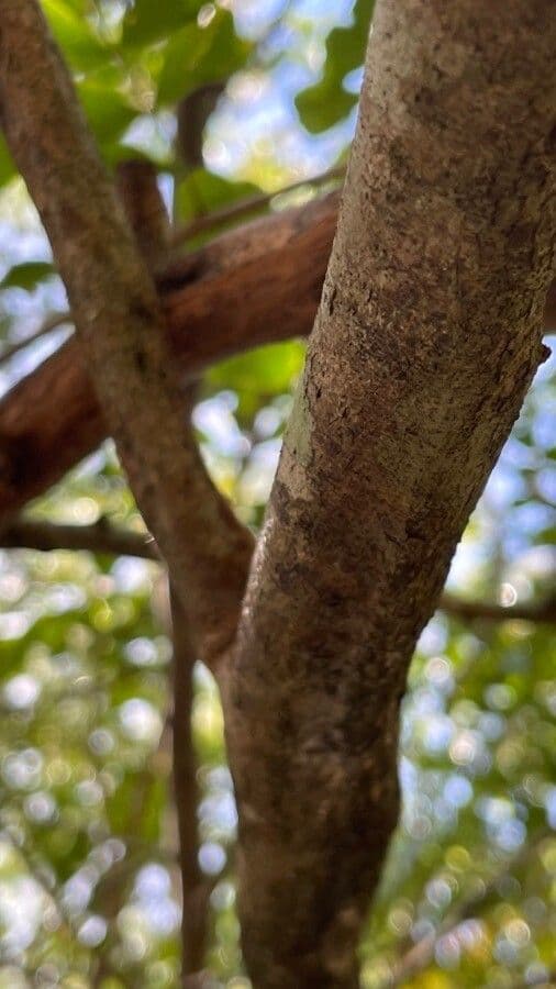 Bois de Campêche 25