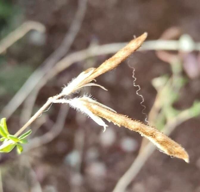 Adenocarpus 2