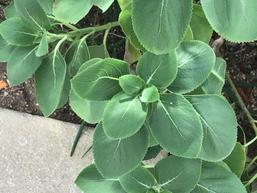 Plectrantus asirský
