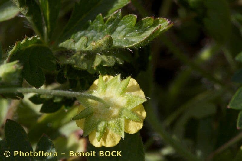 Cincoenrama de primavera 3