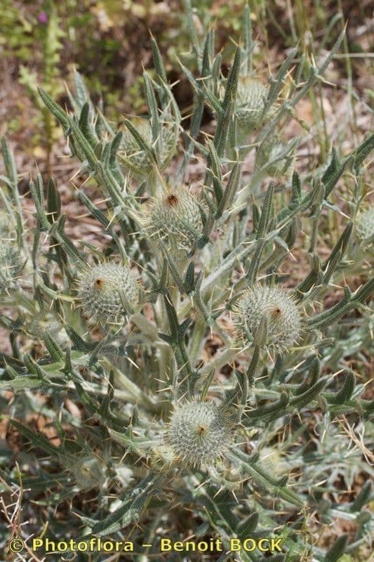 Cirsium 9