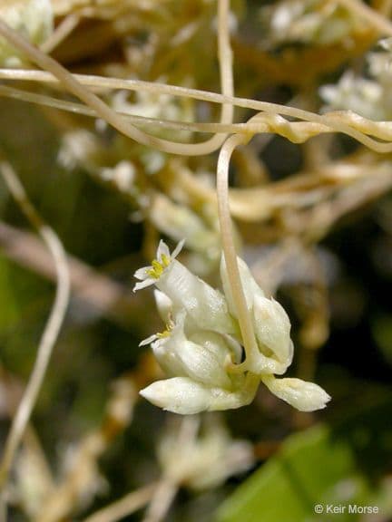 Dodder del cañón