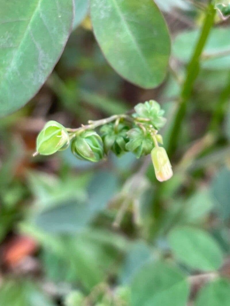 Acetosa di Barrelier 4