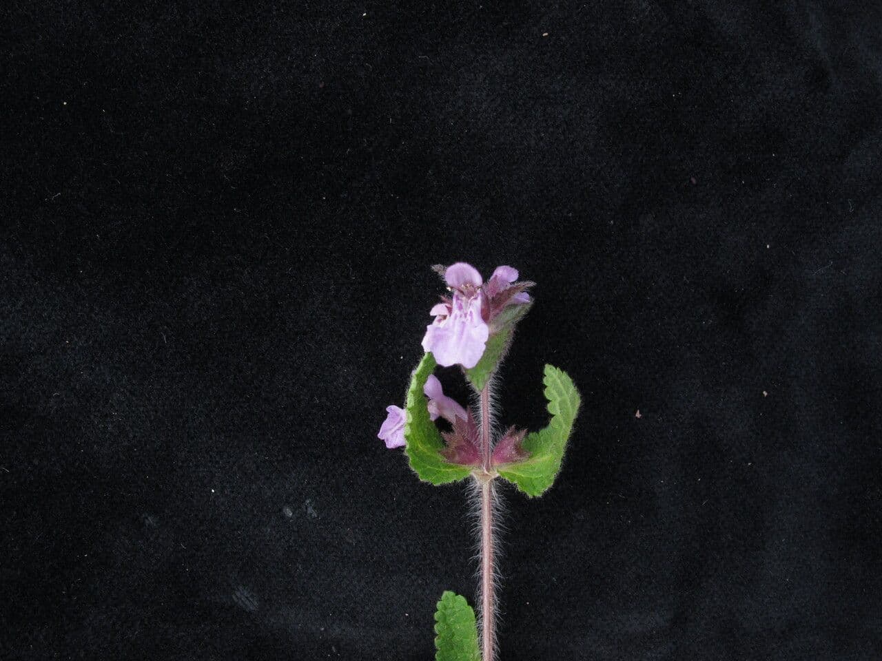 Stachys 3