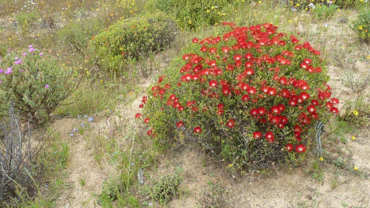 Fleur de rosée 2