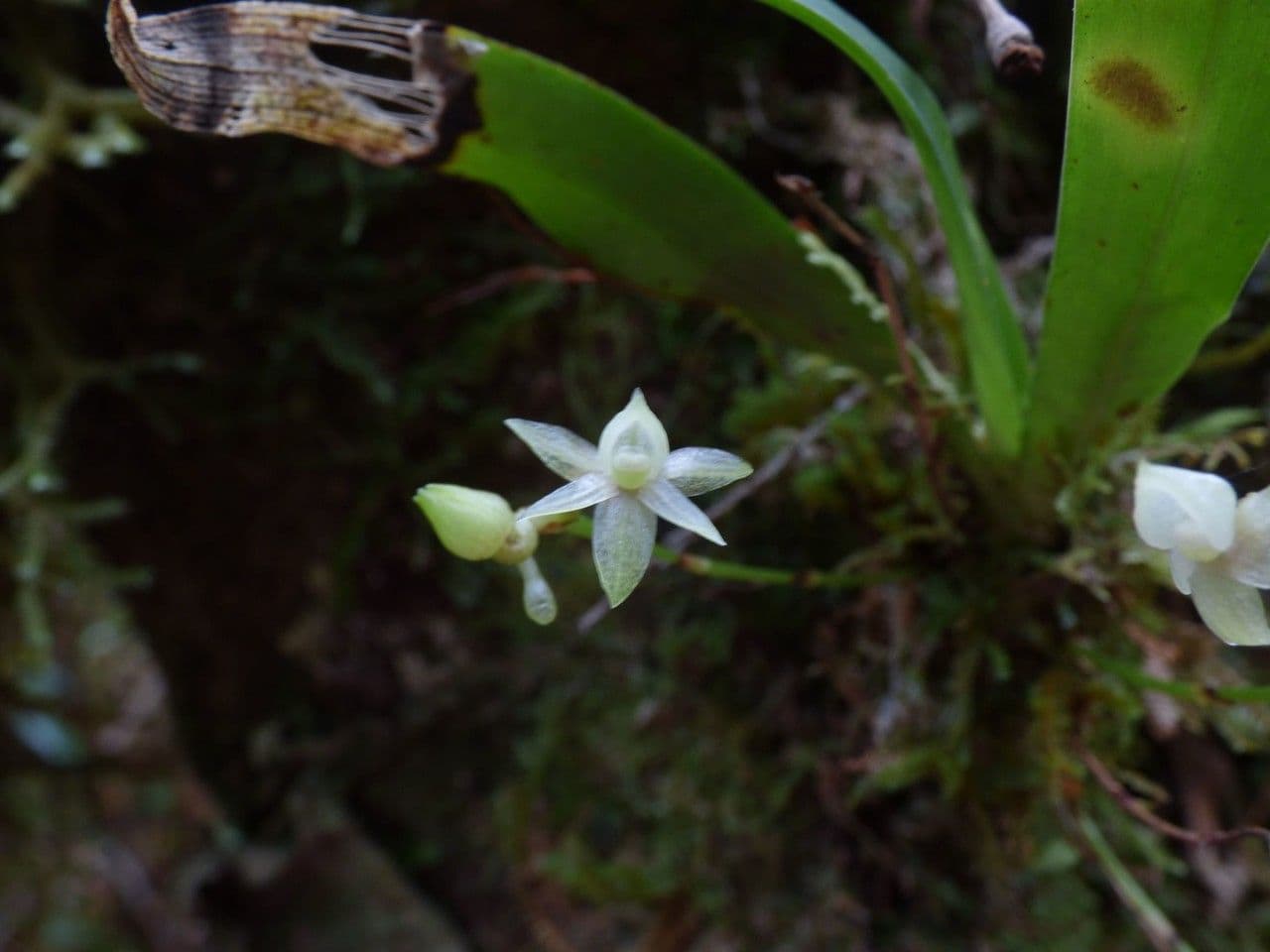 Angraecum 5